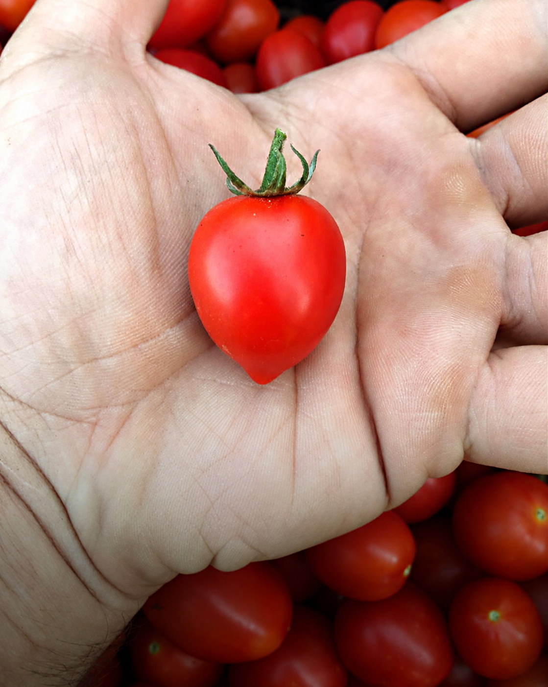 A Manduria tomato in the palm of a hand
